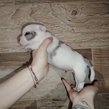 chiot American Bully blanc bleu merle élevage val beauty