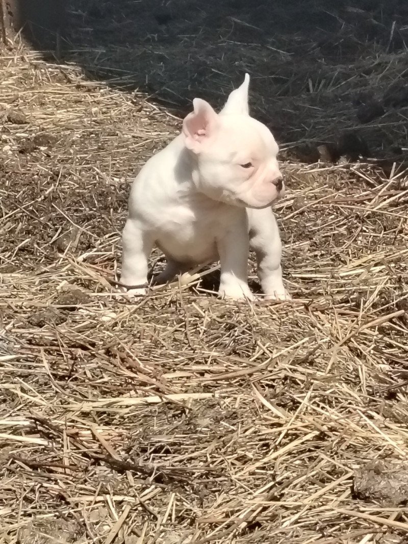 Arlequin Mâle American Bully