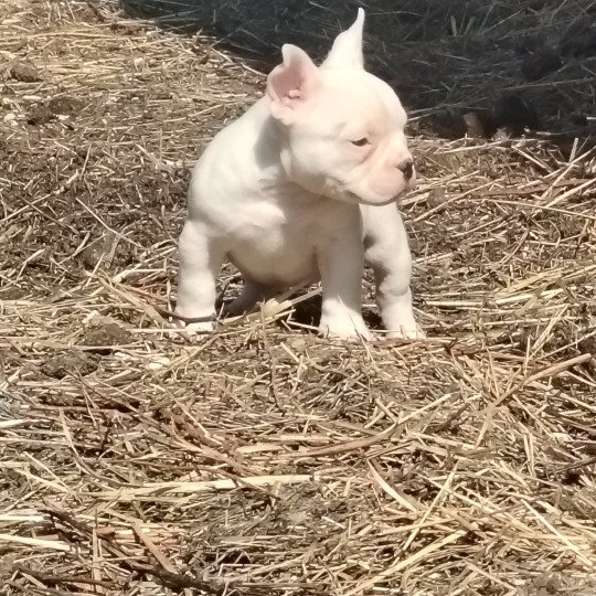 Arlequin Mâle American Bully
