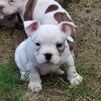 chiot American Bully blanc bleu merle Arlequin élevage val beauty