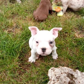 chiot American Bully blanc bleu merle Arlequin élevage val beauty