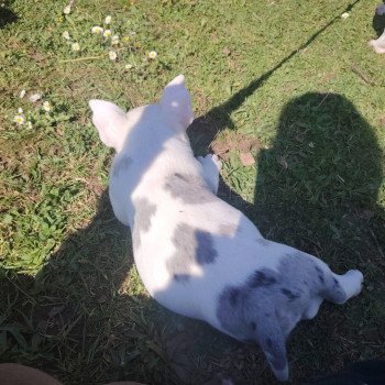 chiot American Bully blanc bleu merle Arlequin élevage val beauty