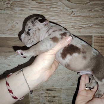 chiot American Bully chocolat merle élevage val beauty