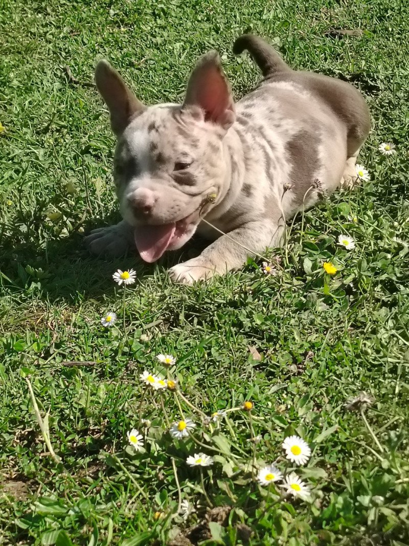 Alpha Mâle American Bully