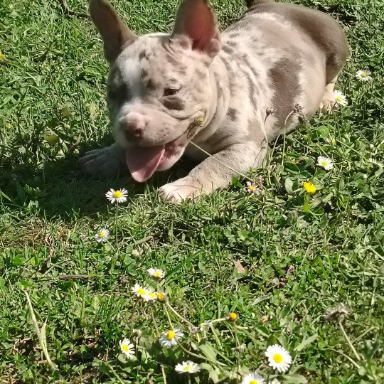 Alpha Mâle American Bully