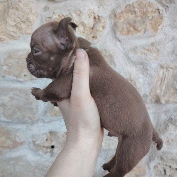 chiot American Bully chocolat élevage val beauty