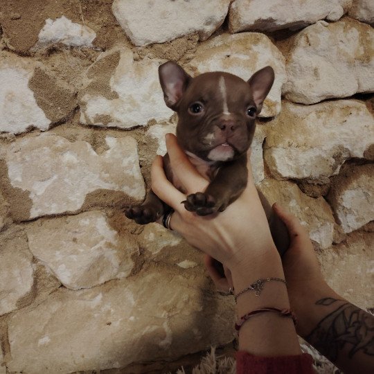 Arlo Mâle American Bully