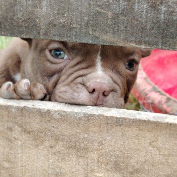 chiot American Bully chocolat Arlo élevage val beauty