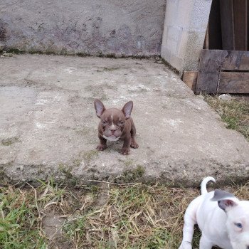 chiot American Bully chocolat Arlo élevage val beauty