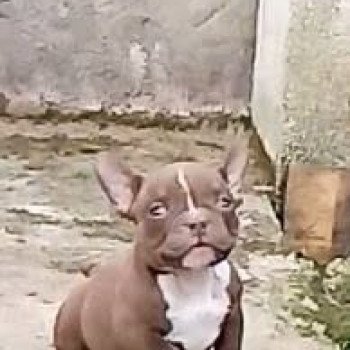 chiot American Bully chocolat Arlo élevage val beauty
