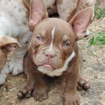 chiot American Bully chocolat Arlo élevage val beauty