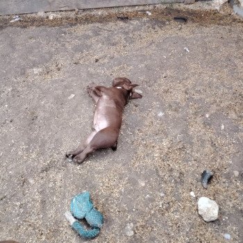 chiot American Bully chocolat Arlo élevage val beauty