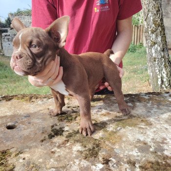 chiot American Bully chocolat Arlo élevage val beauty