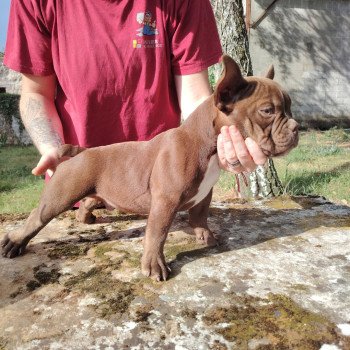 chiot American Bully chocolat Arlo élevage val beauty
