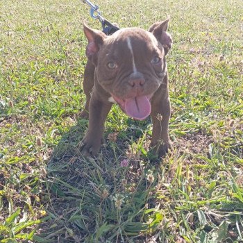 chiot American Bully chocolat Arlo élevage val beauty