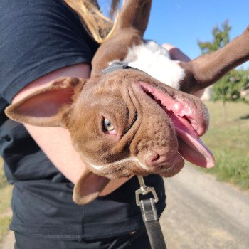 chiot American Bully chocolat Arlo élevage val beauty