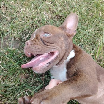 chiot American Bully chocolat Arlo élevage val beauty