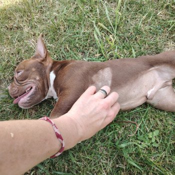 chiot American Bully chocolat Arlo élevage val beauty