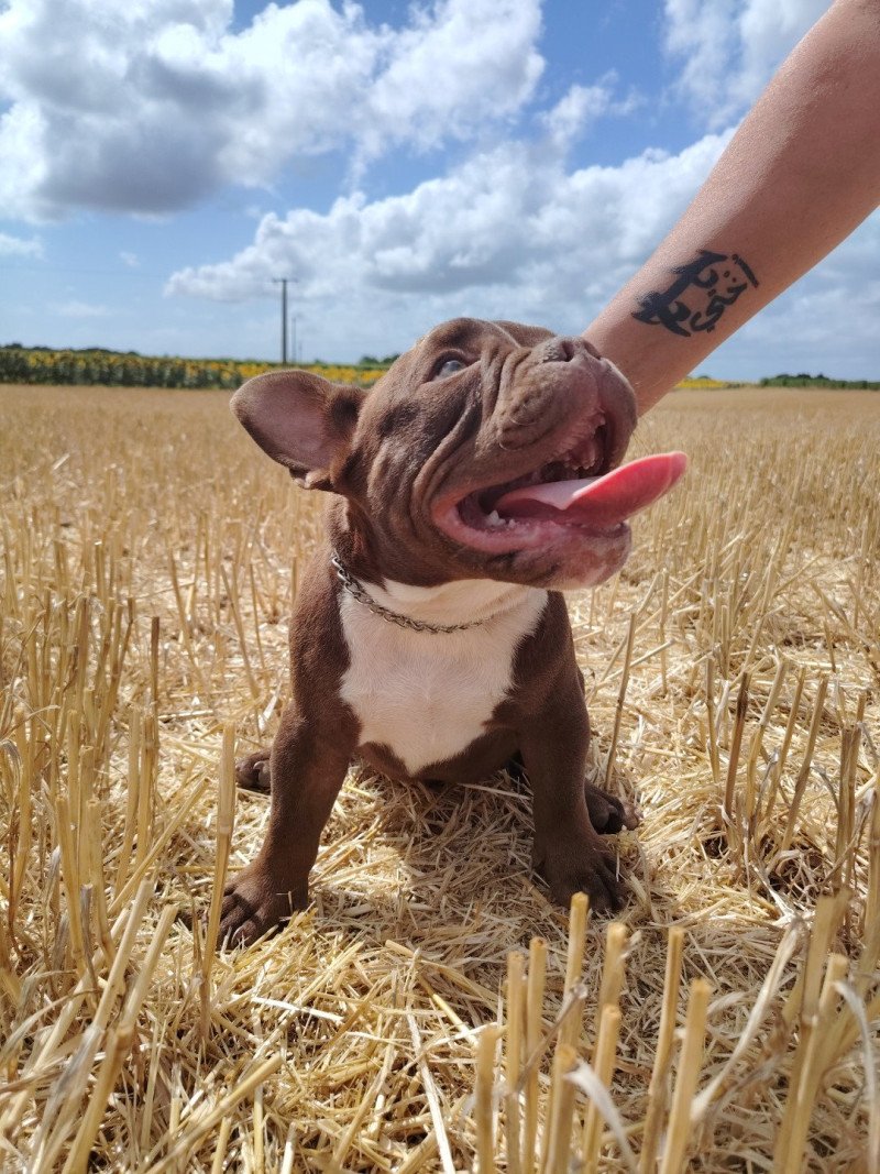 Arlo Mâle American Bully