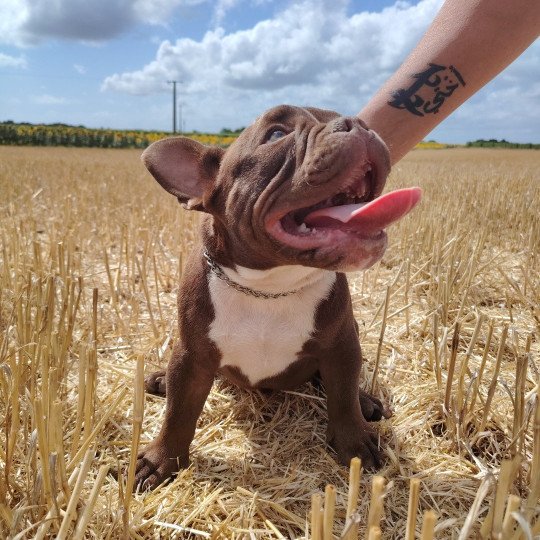 Arlo Mâle American Bully