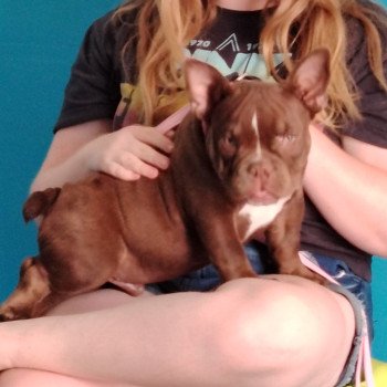 chiot American Bully chocolat Arlo élevage val beauty