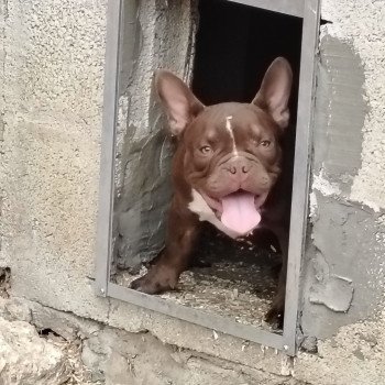 chiot American Bully chocolat Arlo élevage val beauty