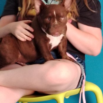 chiot American Bully chocolat Arlo élevage val beauty