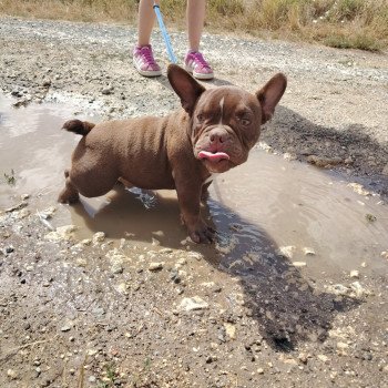chiot American Bully chocolat Arlo élevage val beauty