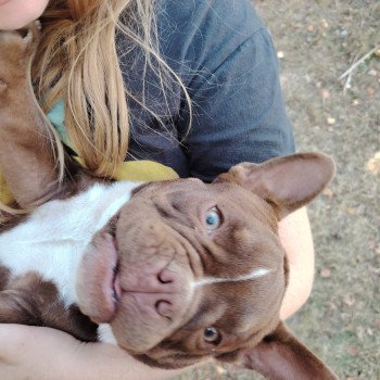chiot American Bully chocolat Arlo élevage val beauty
