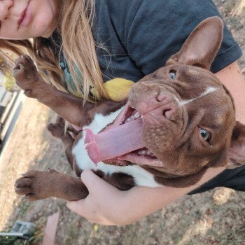 chiot American Bully chocolat Arlo élevage val beauty