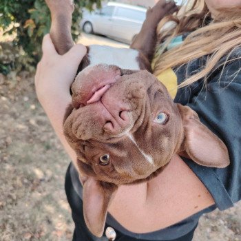 chiot American Bully chocolat Arlo élevage val beauty