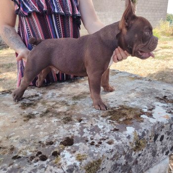 chiot American Bully chocolat Arlo élevage val beauty