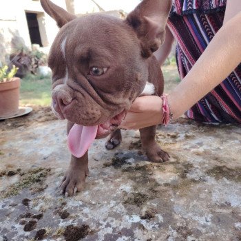 chiot American Bully chocolat Arlo élevage val beauty