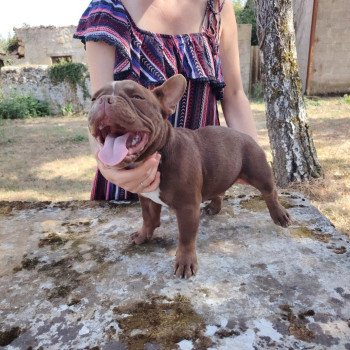 chiot American Bully chocolat Arlo élevage val beauty