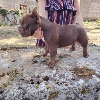 chiot American Bully chocolat Arlo élevage val beauty