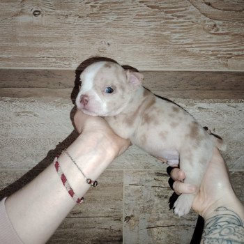 chiot American Bully lilas merle élevage val beauty