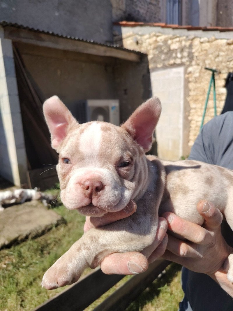 Atlas Mâle American Bully