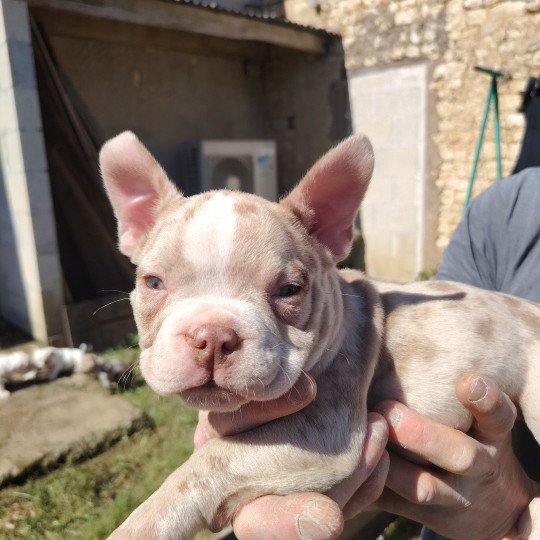 Atlas Mâle American Bully