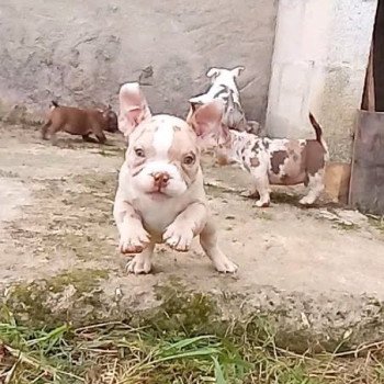 chiot American Bully lilas merle Atlas élevage val beauty