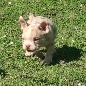 chiot American Bully lilas merle Atlas élevage val beauty