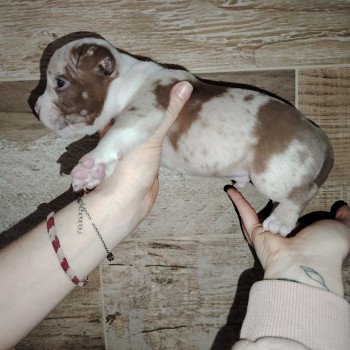 chiot American Bully chocolat merle élevage val beauty