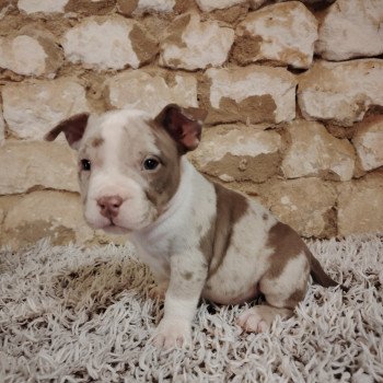 chiot American Bully chocolat merle Atila élevage val beauty