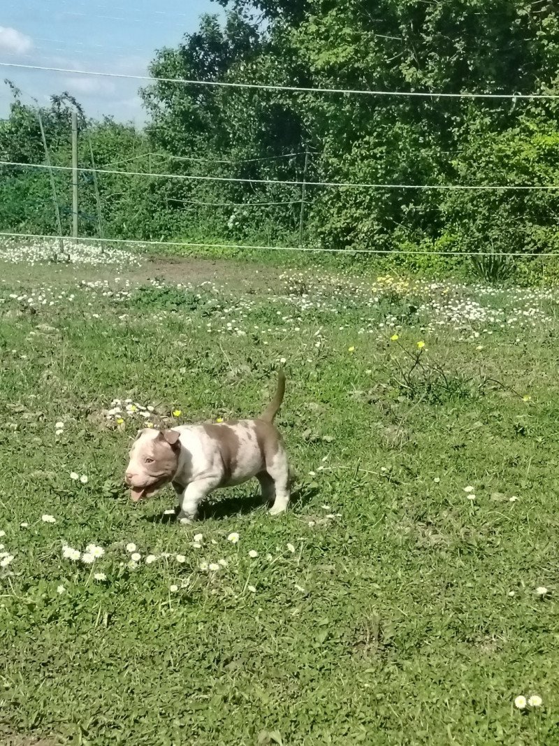 Atila Mâle American Bully