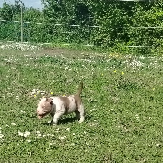Atila Mâle American Bully
