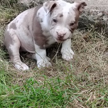 chiot American Bully chocolat merle Atila élevage val beauty