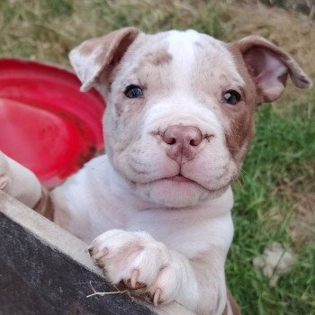 chiot American Bully chocolat merle Atila élevage val beauty