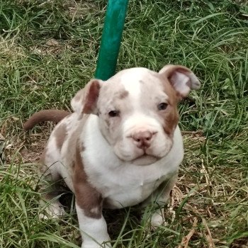 chiot American Bully chocolat merle Atila élevage val beauty