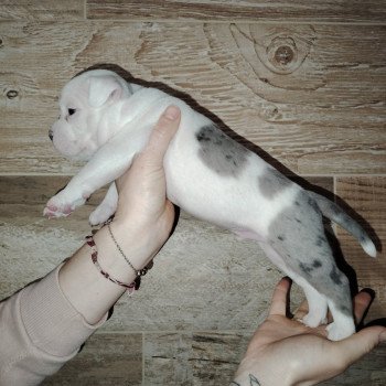 chiot American Bully blanc bleu merle élevage val beauty