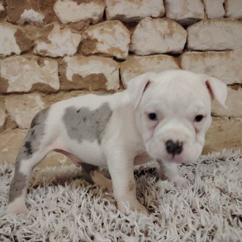 chiot American Bully blanc bleu merle Aslan élevage val beauty