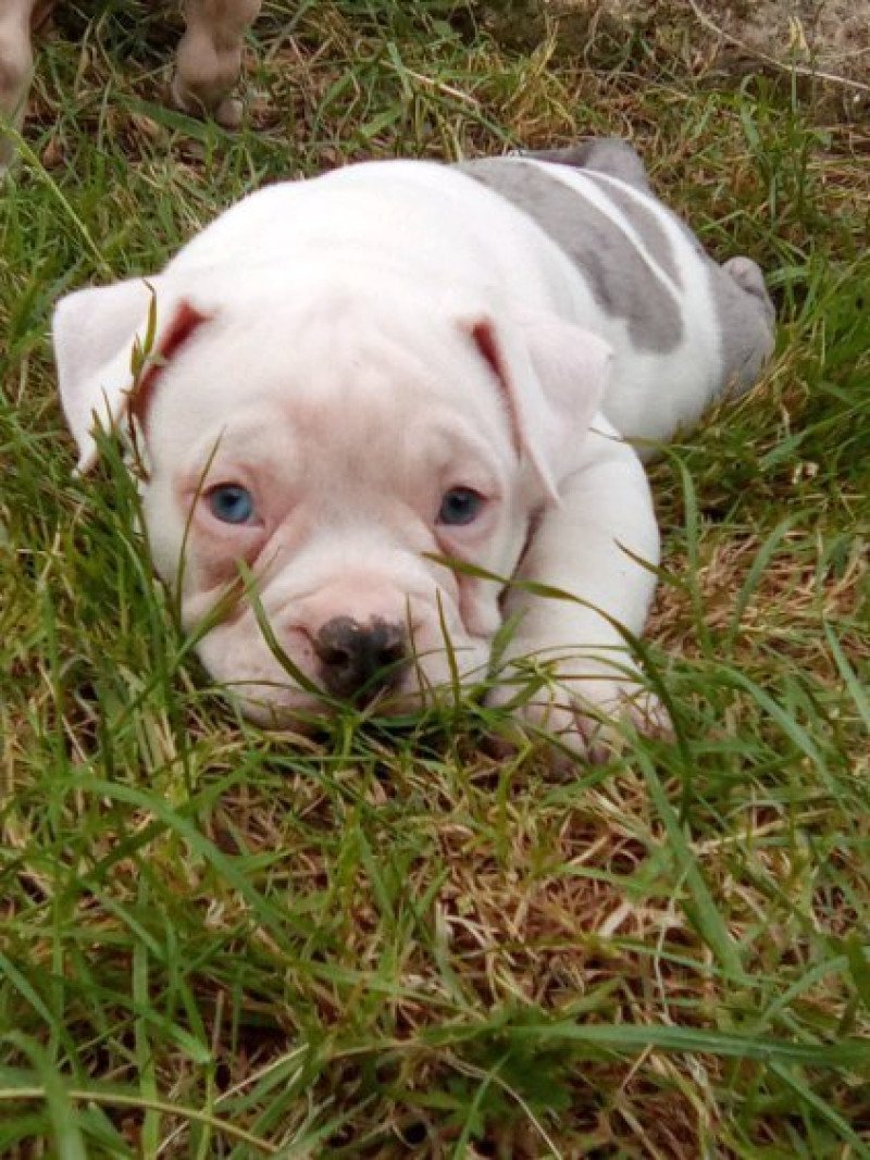 Aslan Mâle American Bully